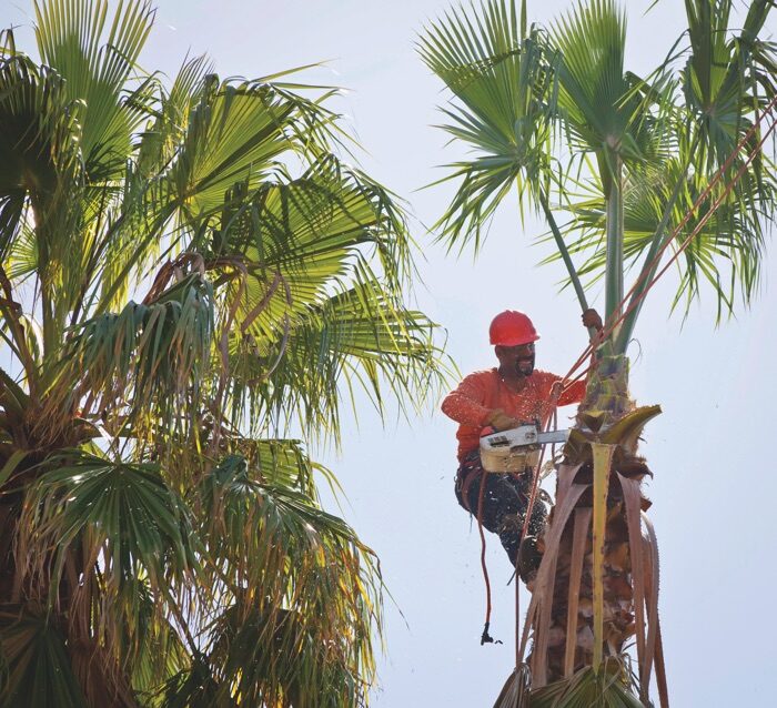 treetrimming